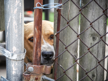 Tan dog with a white muzzle wedging its face in a fence that is tied shut. 