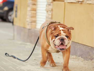 Bulldog with a leash attached walking down a sidewalk alone. 