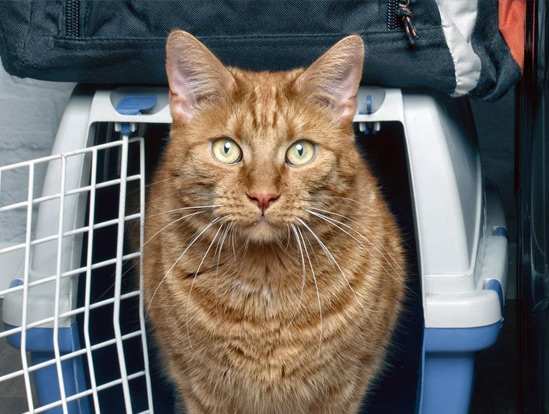 An orange cat stands next to it's carrier