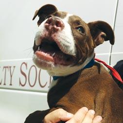 A hand holds a young brown dog with a white nose after being transported into The Anti-Cruelty Society