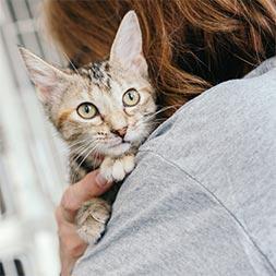A female volunteer wearing a grey t-shirt holds a young cat closely