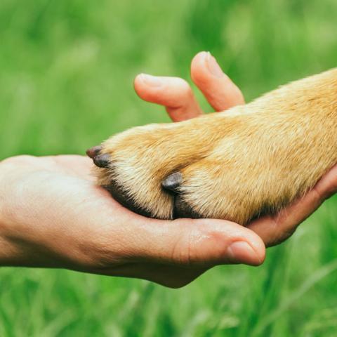 human hand holding a brown dog paw with grass under them