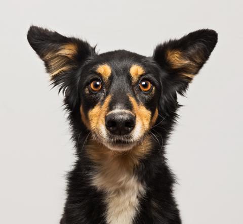 Cute pup