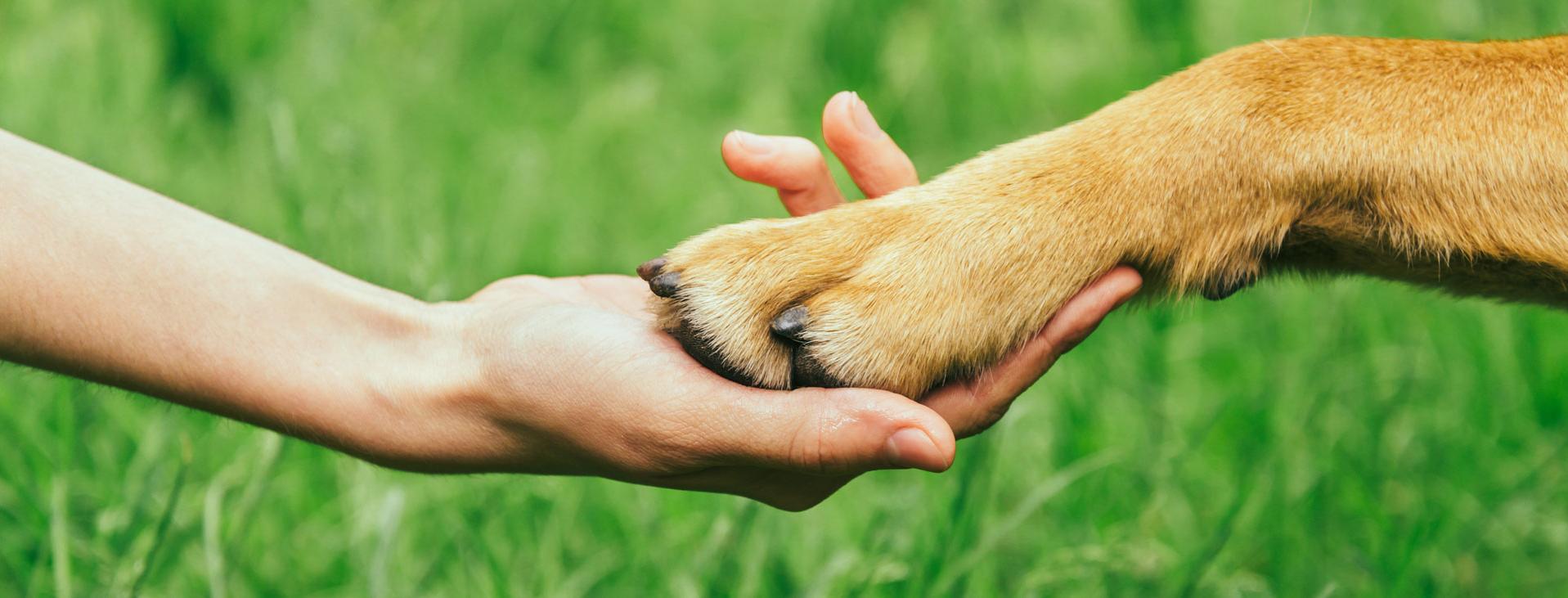 Human hand holding dog paw with grass behind them